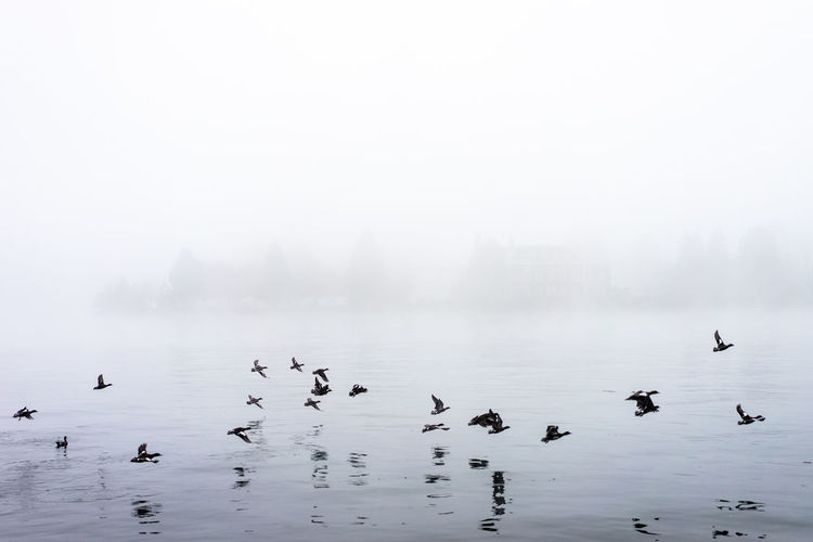 Birds flying over lake in foggy weather