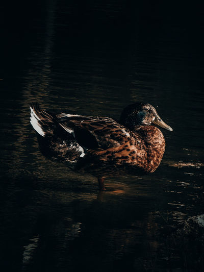 Side view of a mallard duck swimming in lake