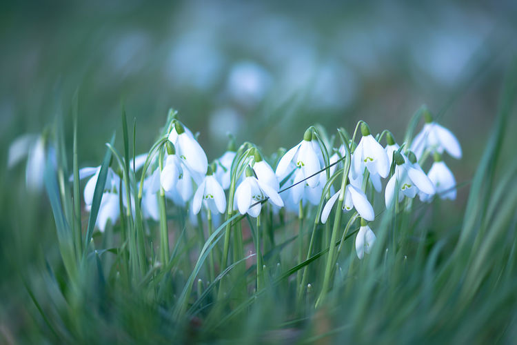Snowdrops blooming on field