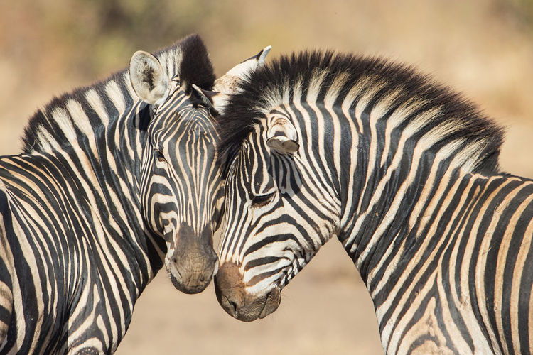 Side view of two zebras