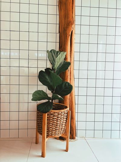 Close-up of potted plant on table