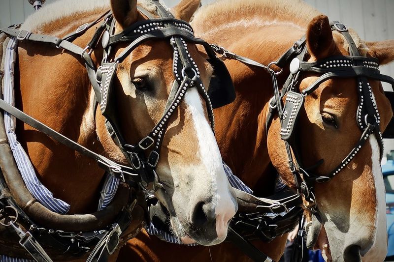 horse harness