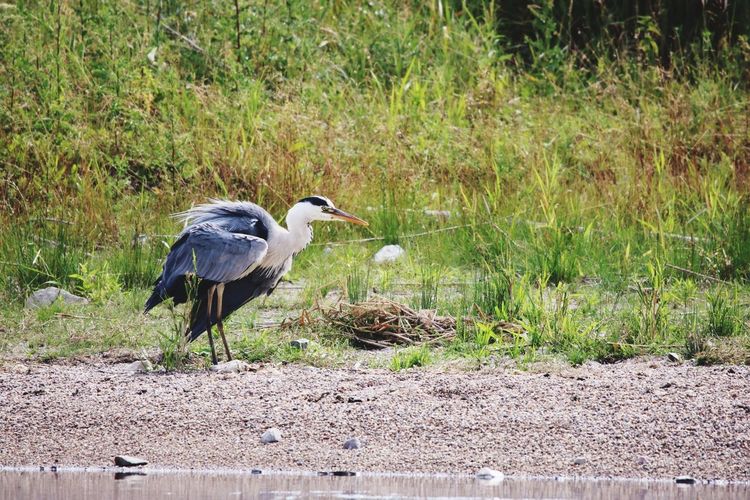 High angle view of gray heron perching on field
