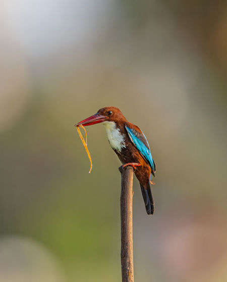 Close-up of white throated kingfisher perching on a branch
