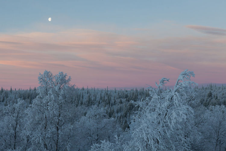 Snow covered bare trees against sky at dusk