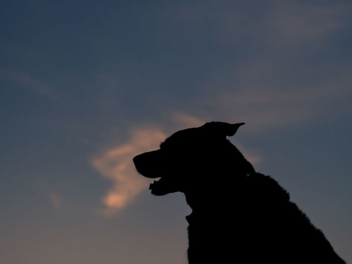 Silhouette dog against sky during sunset