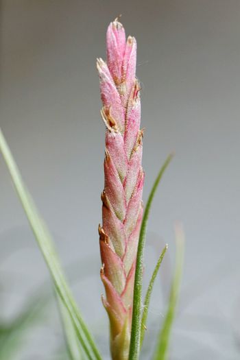 Close-up of pink flower bud growing outdoors