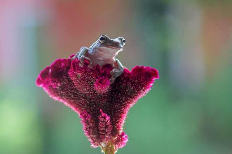 Tree frog, dumpy frog on a flower with a green background