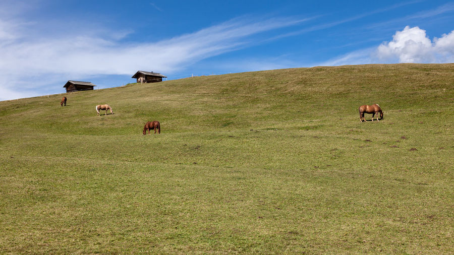 Mountain pastures with huts and horses on the background of the cloudy sky