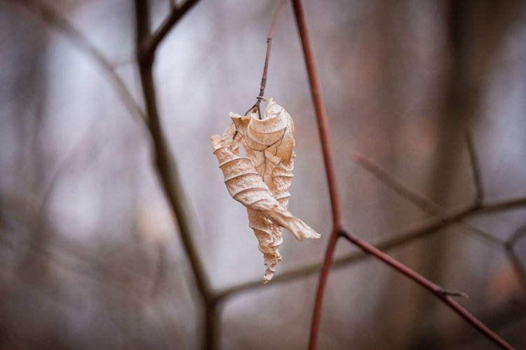 Close-up of dried plant against blurred background