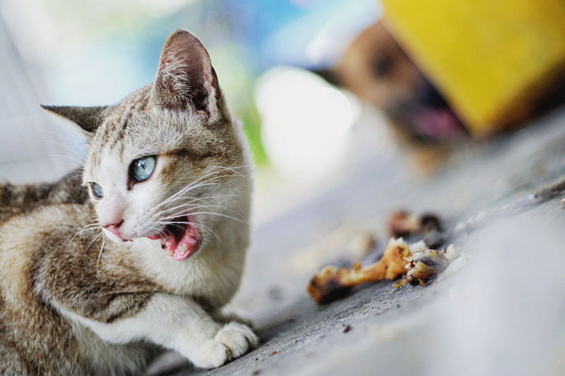 Tilt image of cat meowing on footpath