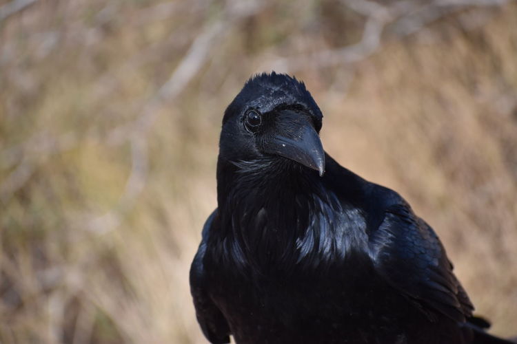 Portrait of black bird