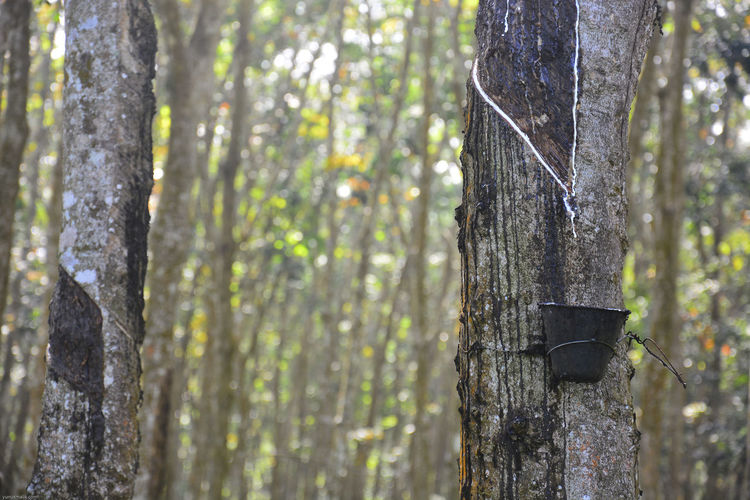 Low angle view of bucket hanging on rubber tree