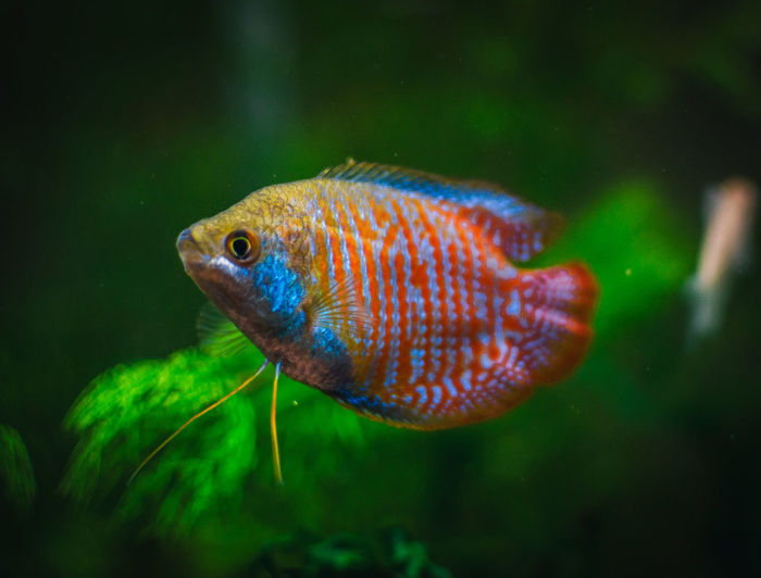 Close-up of fish swimming in aquarium