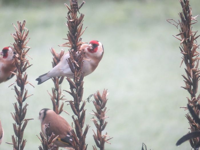 European goldfinches searching for seeds