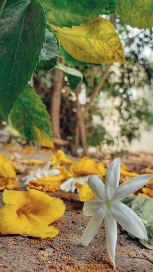 Close-up of yellow flowering plant leaves