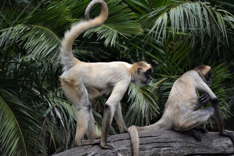 Monkeys by palm tree