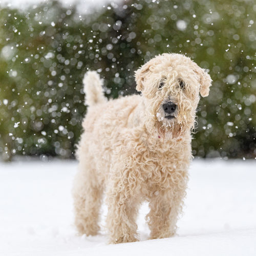 Dog running on snow
