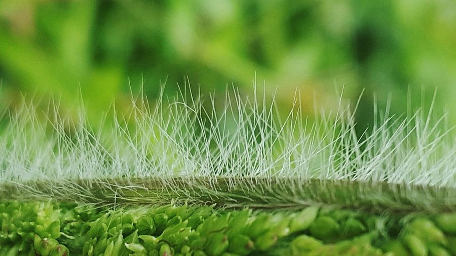 Close-up of grass on field