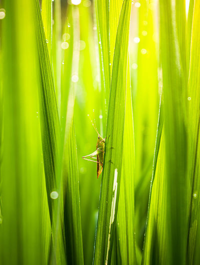 Grasshopper in the green background 