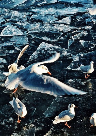 High angle view of seagulls at frozen lake