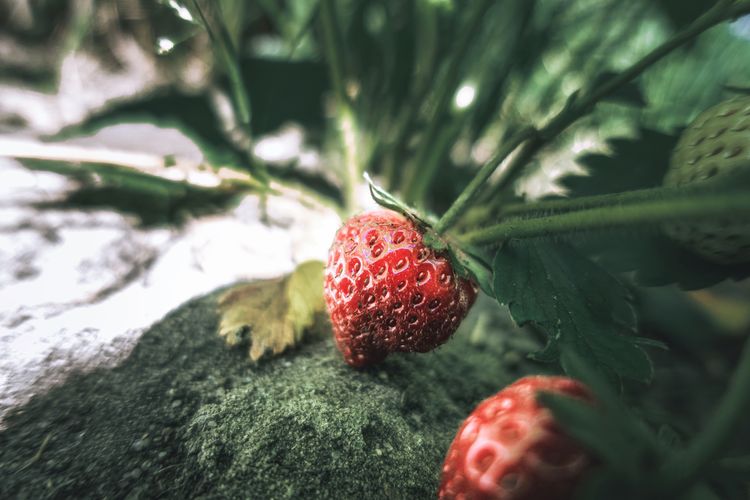 Close-up of strawberry on tree