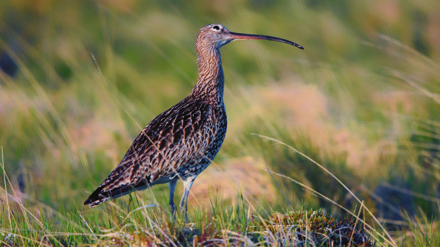 Wild curlew on the moors