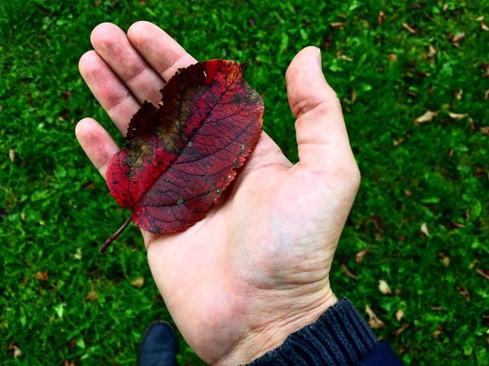 Low section of man holding autumn leaf on field