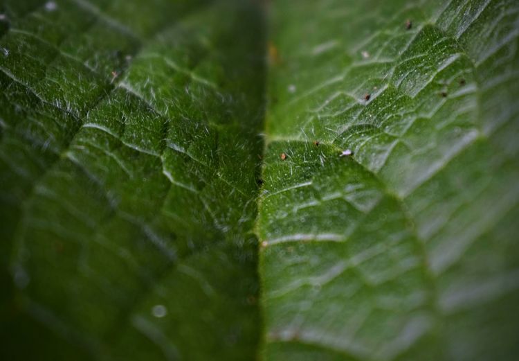 leaf