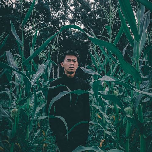 Nature corn