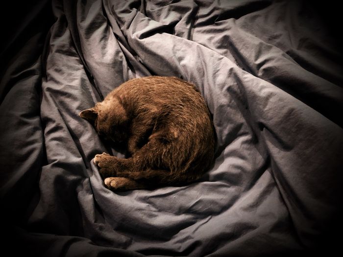 High angle view of cat sleeping on bed