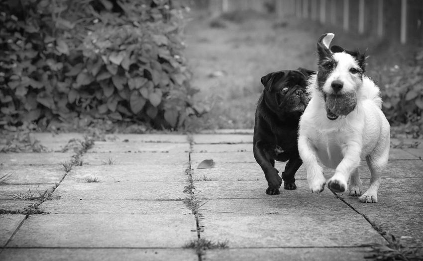 Playful dogs running on paved footpath