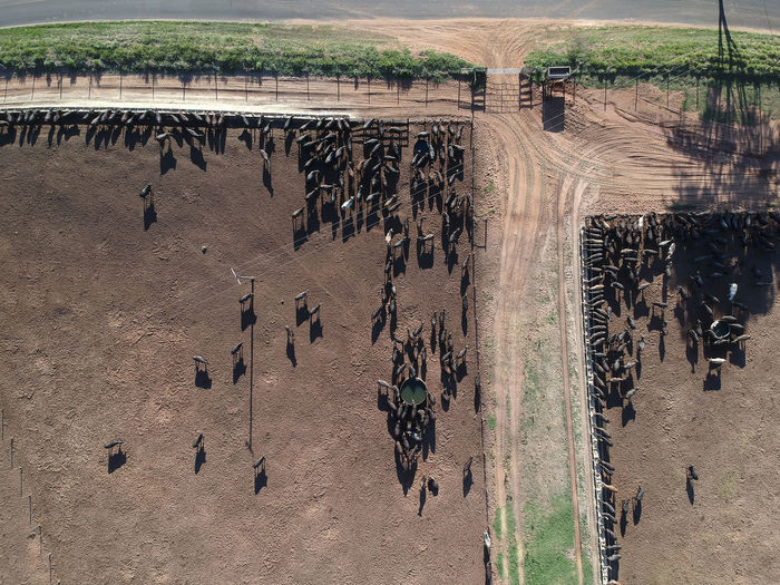 Aerial view of angus cattle on confinement in brazil