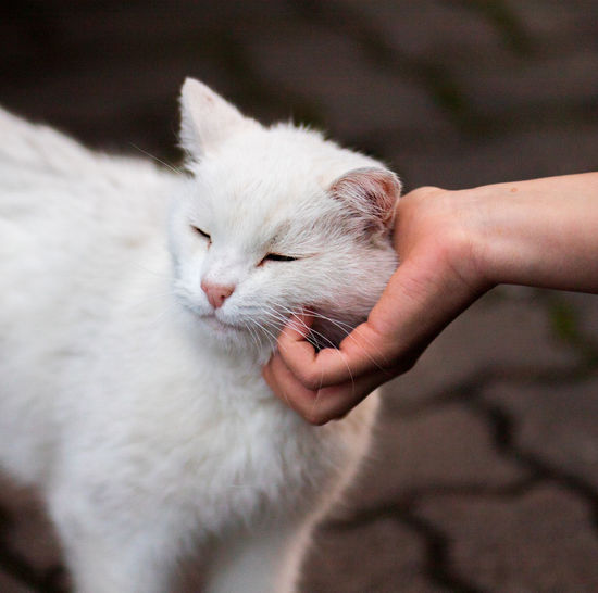 Hand stroking a white cat