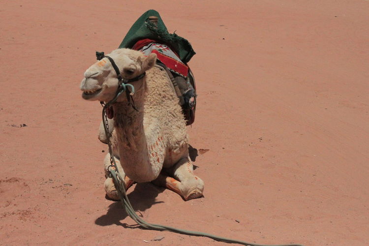 Wadi rum desert in jordania. one of the most beautiful deserts around the world. camel life