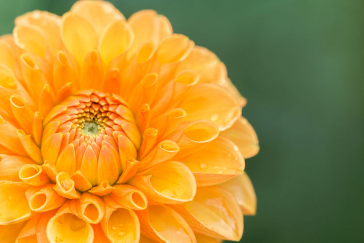 Close-up of orange flower against yellow background