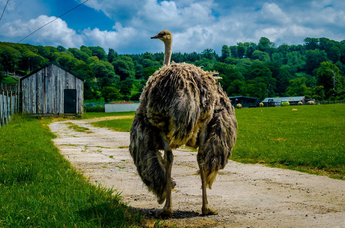 Full length rear view of ostrich on dirt road