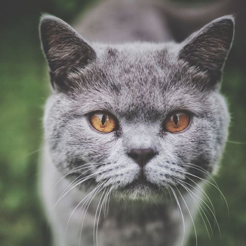 Close-up portrait of cat on field