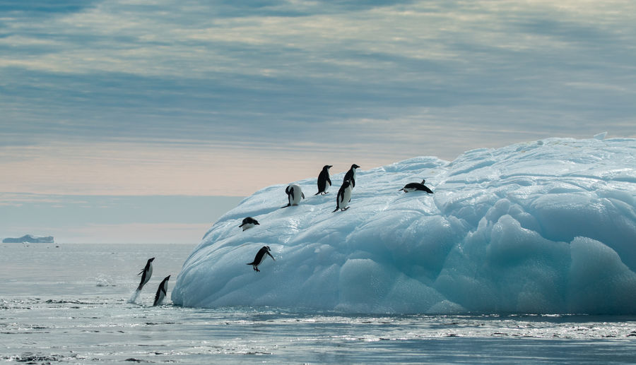 Adelie penguins on an iceberg - half moon island antarctica