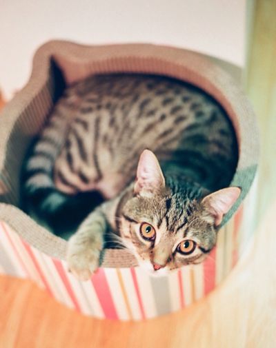 Portrait of tabby cat relaxing in bed