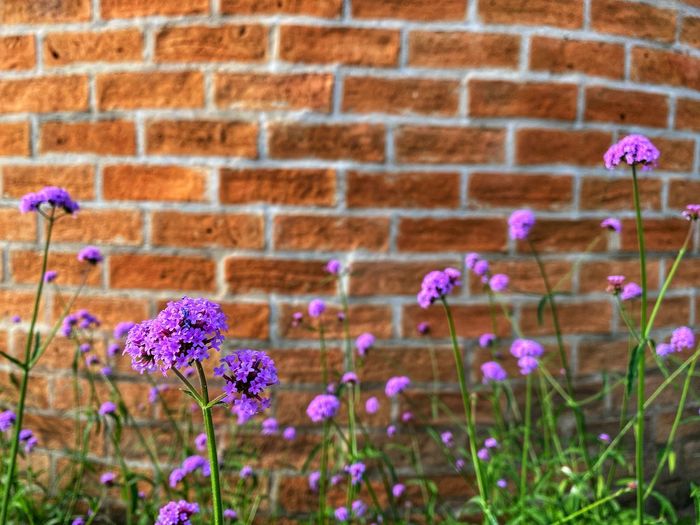 Close-up of pink flowering plant against brick wall