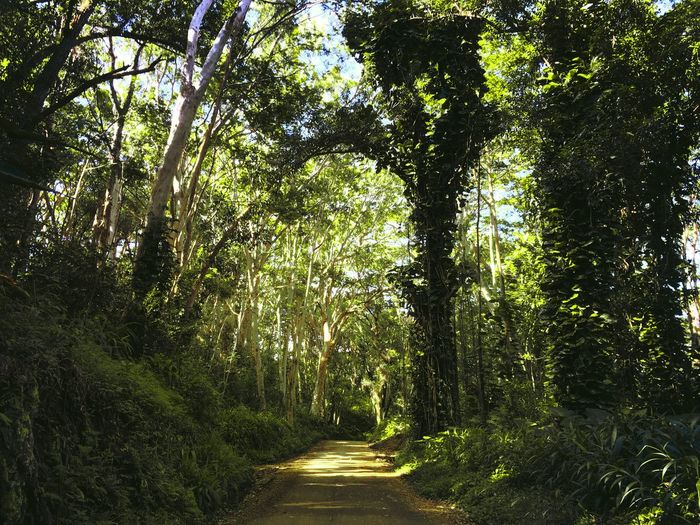 Narrow pathway along trees in park