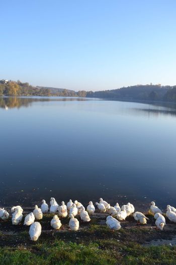 Scenic view of lake against clear blue sky