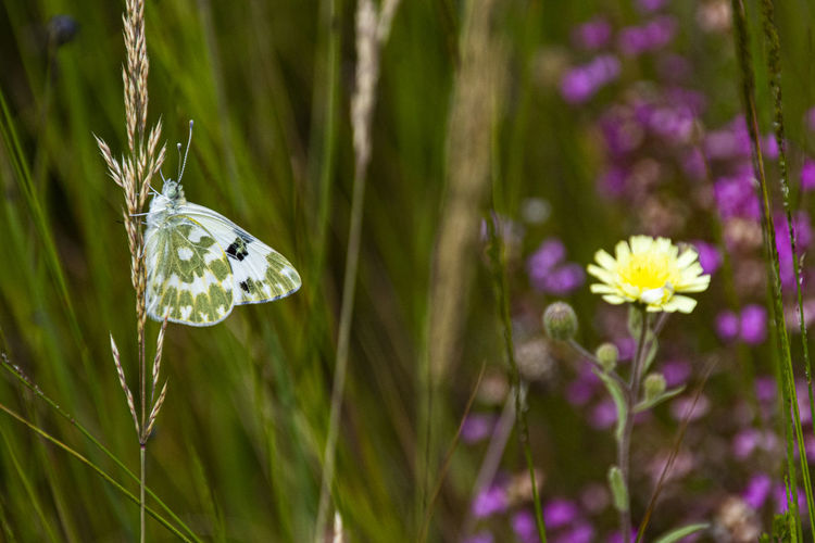 Close-up of butterfly pollinating on purple flower