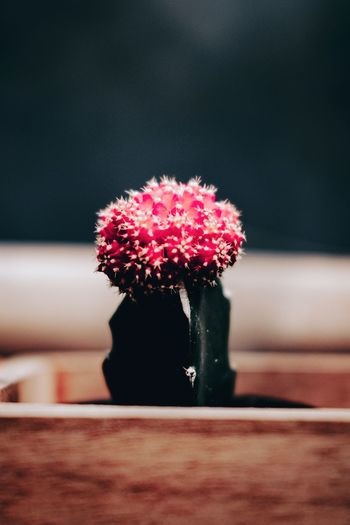 Close-up of pink flower on table