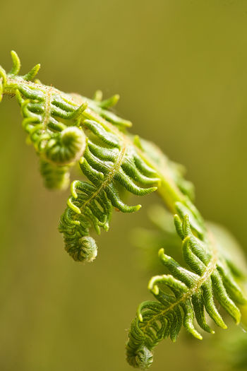 Close-up of fern leaf