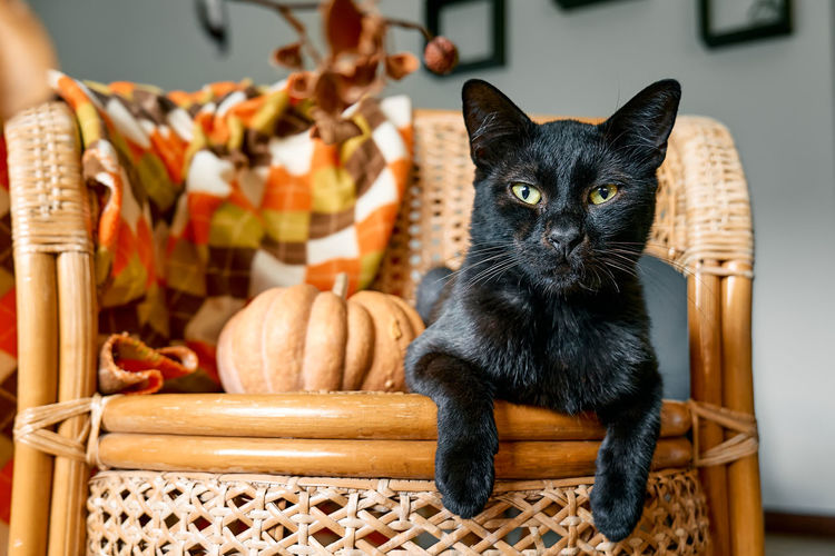 Halloween black cat with pumpkin. cute kitty resting with pumpkin on wicker chair. fall mood. 