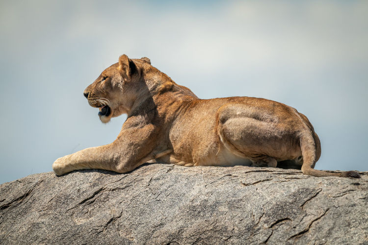 Big cat on rock against sky