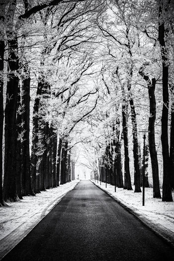 Road amidst bare trees