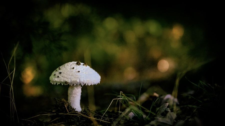 Close-up of mushroom growing on field